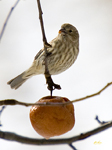 House Finch 0745